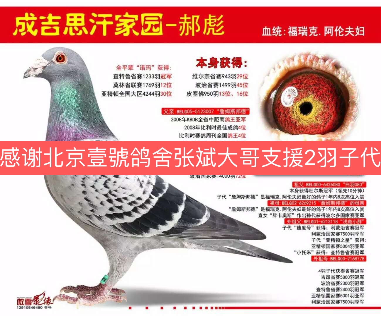 感谢北京壹号鸽舍张斌大哥支援2羽子代 - 宁夏银川99鸽业-蒯跃文的