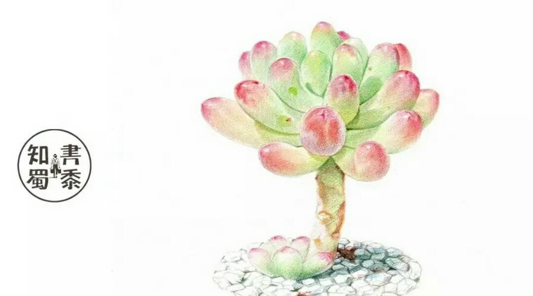 喜欢多肉植物 - ╰6862霸道ざ默6367╯的快手