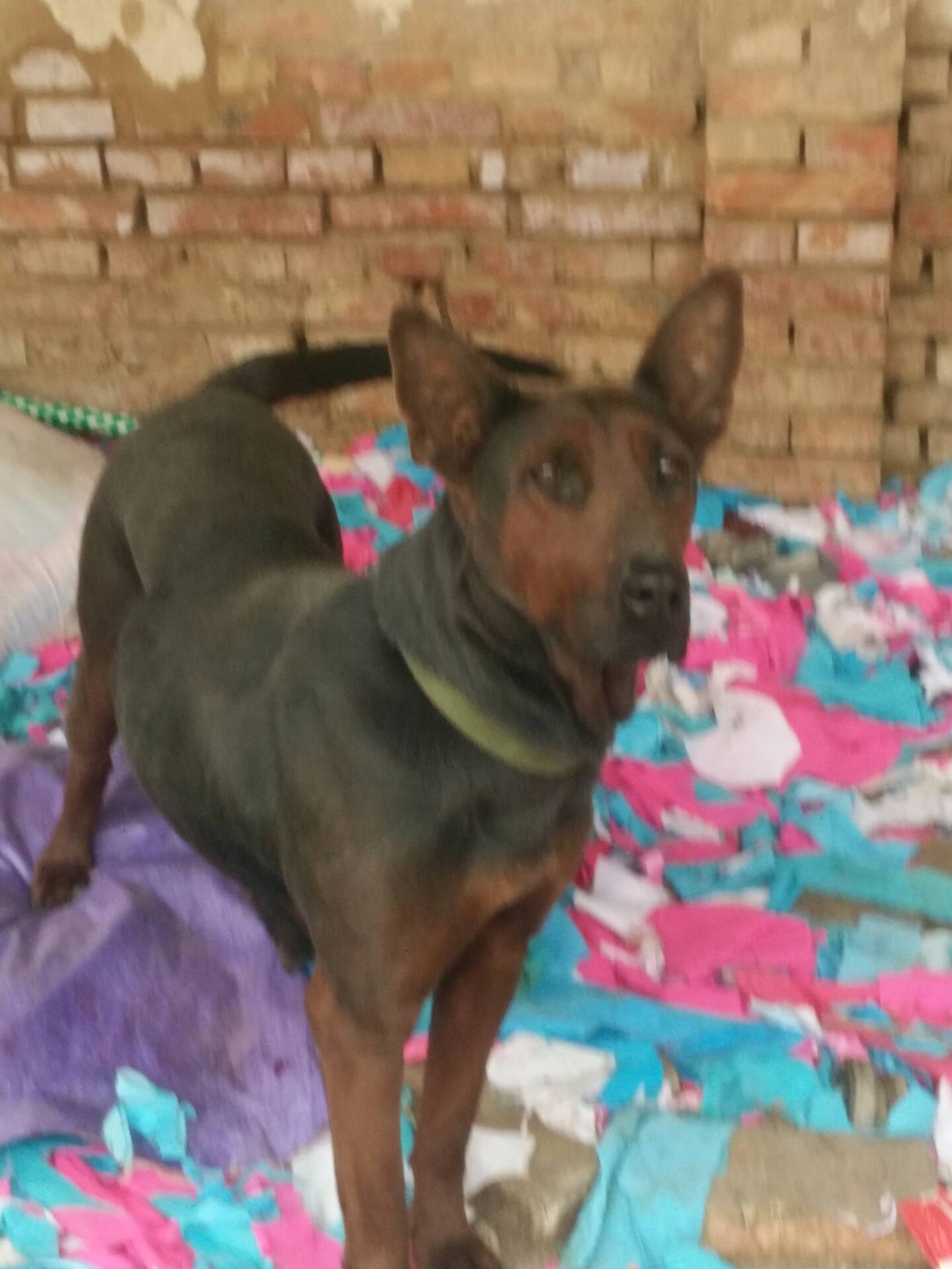 中国山红犬