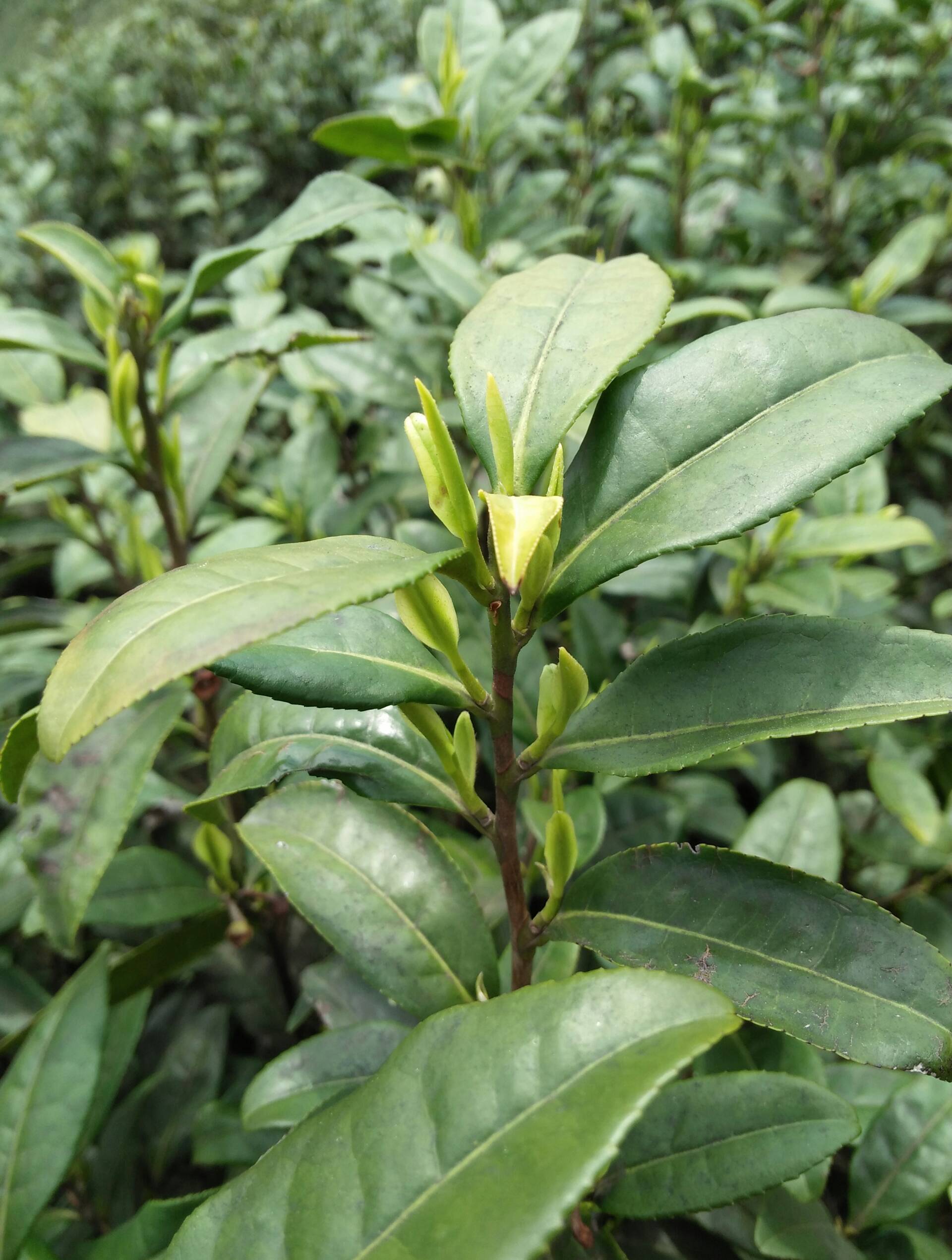 浙江白吉茶 申建青的快手