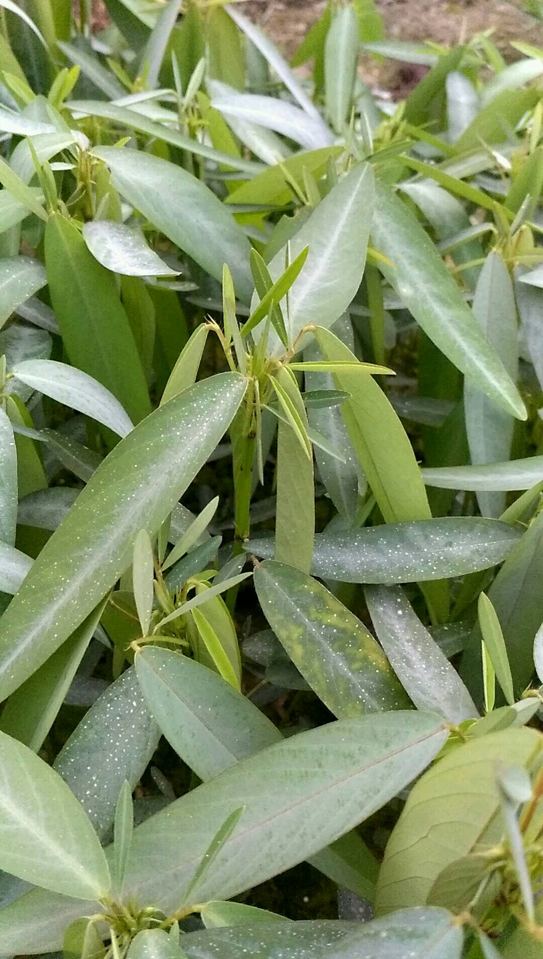 跳舞草種植園1年前