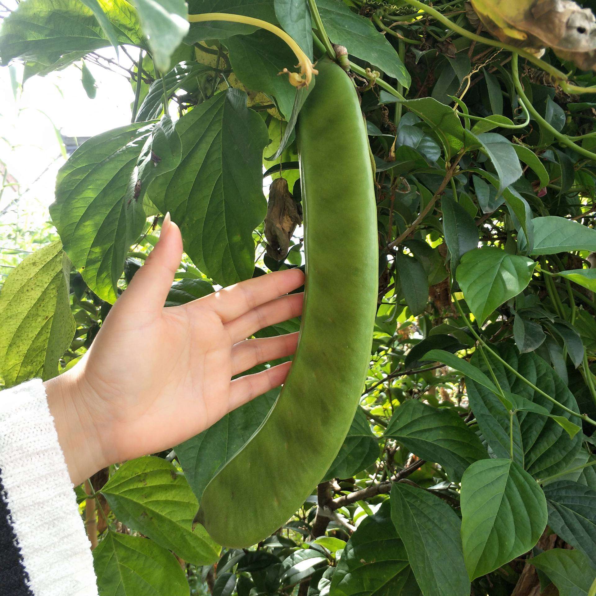 这个大的刀豆 见过没 山里孩子爱大山的快手