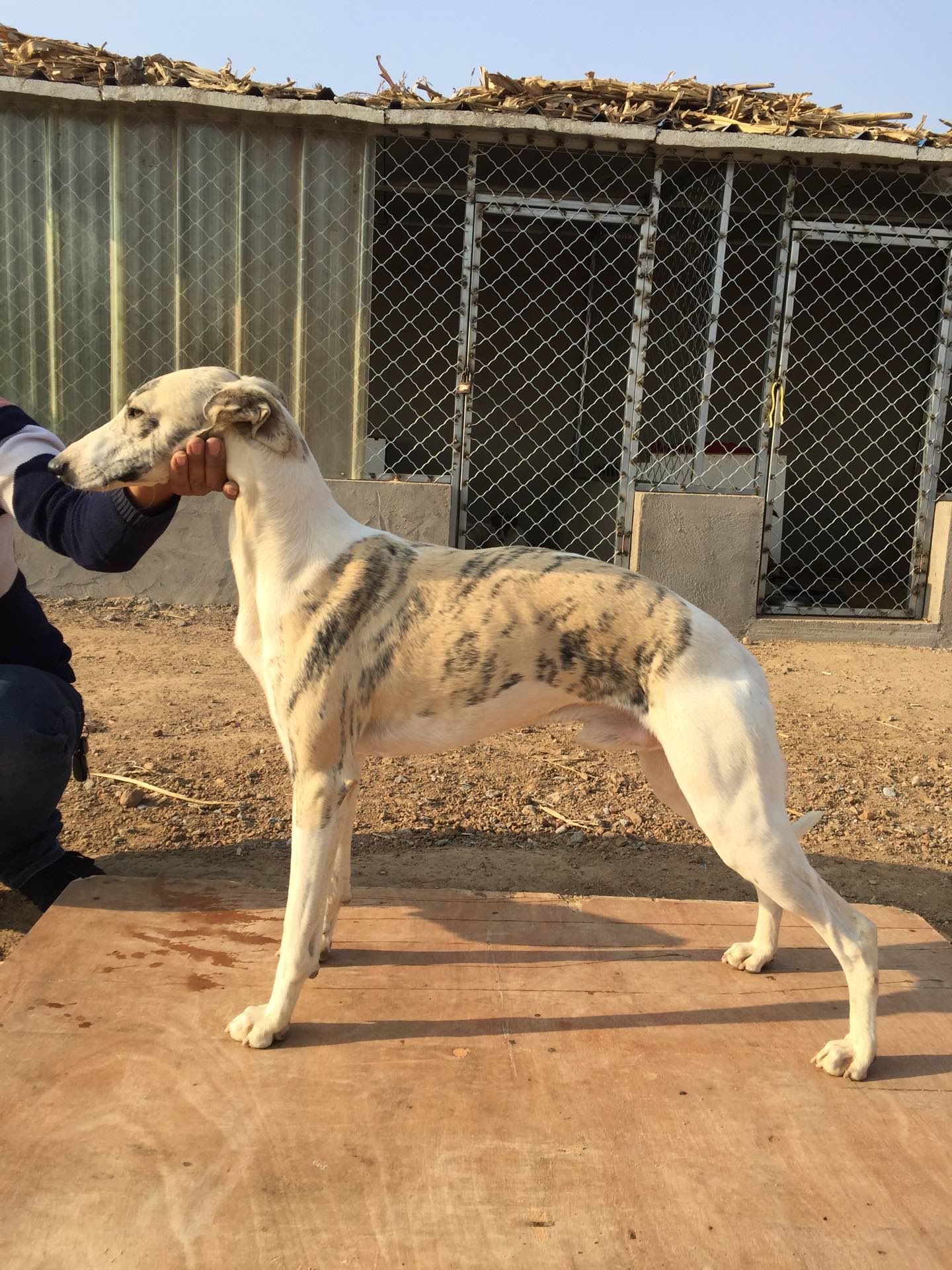 青岛惠比特灵缇爱好者