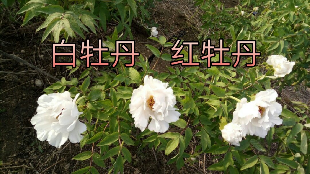 2天前 百花之王- - -牡丹! 2 2 156 0 飞天玉狐1天前 6666666 888